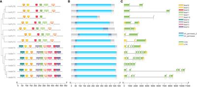 Genetic portrait of polyamine transporters in barley: insights in the regulation of leaf senescence